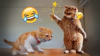 Try Not To Laugh  Funniest Cats and Dogs 2024