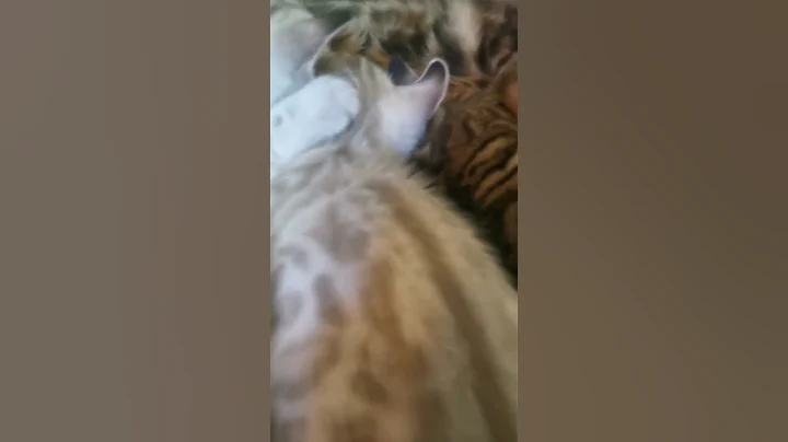 Video 616211: lynx bengal mix kittens, highland lynx bengal mix, exotic highland lynx bengal, lynx bengal cat, bengalcat kittens cutecat cats, bengalcat cat cute kitten, bengal cat mom, beautiful bengal kittens, best bengal cat, cat old