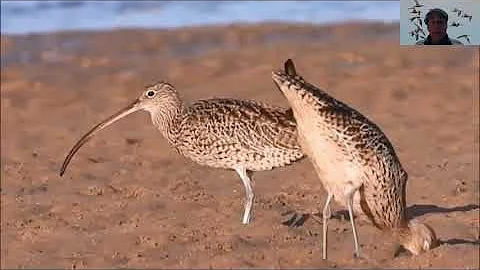 Shorebirds of the Port Hacking with Julie Keating