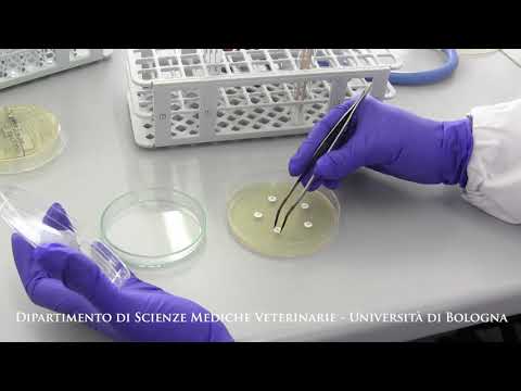 Video: Sui test di sensibilità agli antimicrobici?