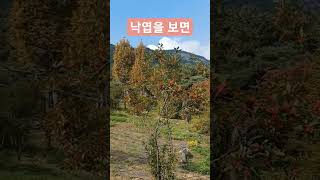 그리움의  물결들이  임영웅 애절한 노래에 가슴이 ᆢ애려오네요