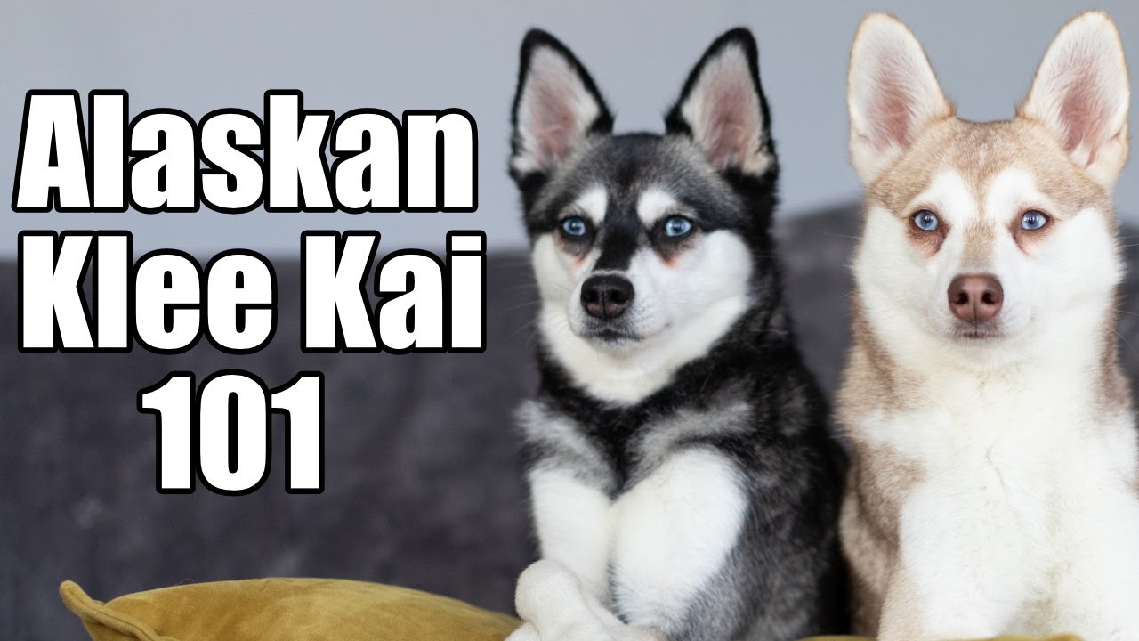 Alaskan Klee Kai's: Everything You Need To Know
