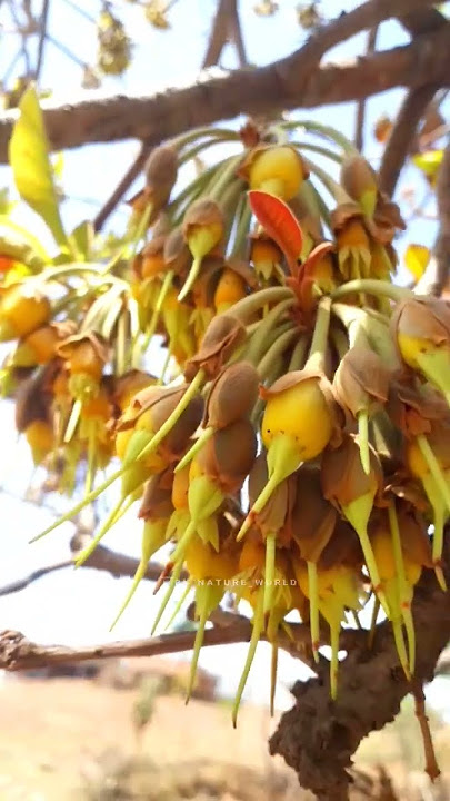 Mahua Flowers | Madhuca longifolia | Mahuda