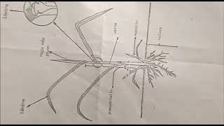 Gramíneas y leguminosas - forrajes