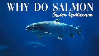 Why Do Salmon Swim Upstream (Fish Facts Explained)