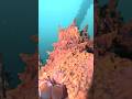 OCTOPUS LOVE #octopus #ocean #scubadiving