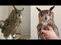 Owl birds funny owls and cute owlss compilation 2021 018  clondho tv