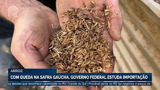 Arroz: produtores contestam possibilidade de importação colocada pelo governo