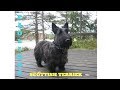 SCOTTISH TERRIER   TOP 10 INTERESTING FACTS の動画、YouTube動画。