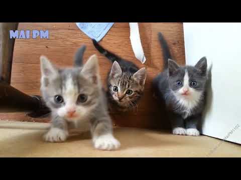 yavru kedi sesi miyav miyav - kittens meowing