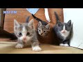 Yavru kedi sesi miyav miyav  kittens meowing