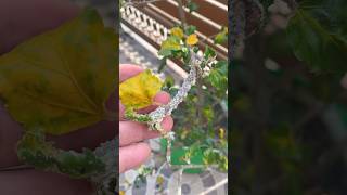 How to remove mealybugs on hibiscus plant /  mealybugs treatment tips #shorts #mealybugs #hibiscus