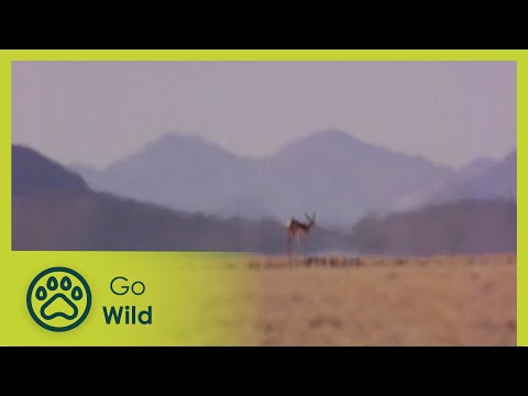 Oh Rats - Nature’s Greatest Moments S03E04 - Go Wild