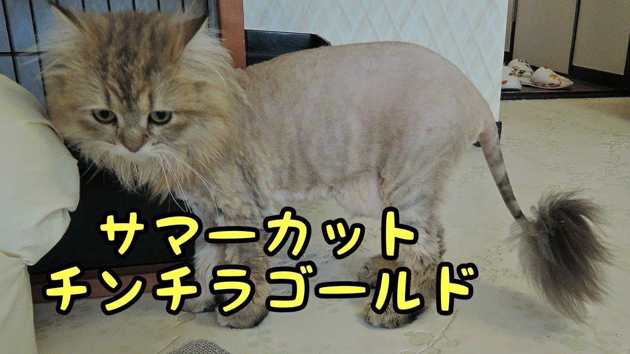 サイベリアンのおおすみさんとサマーカットのチンチラゴールドのちゃろうさん 猫カフェnyanny秋葉原店 14 06 Youtube