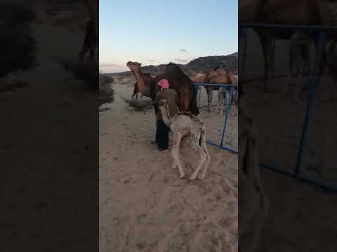 تدريب الأبناء على حلب البكار العاصية