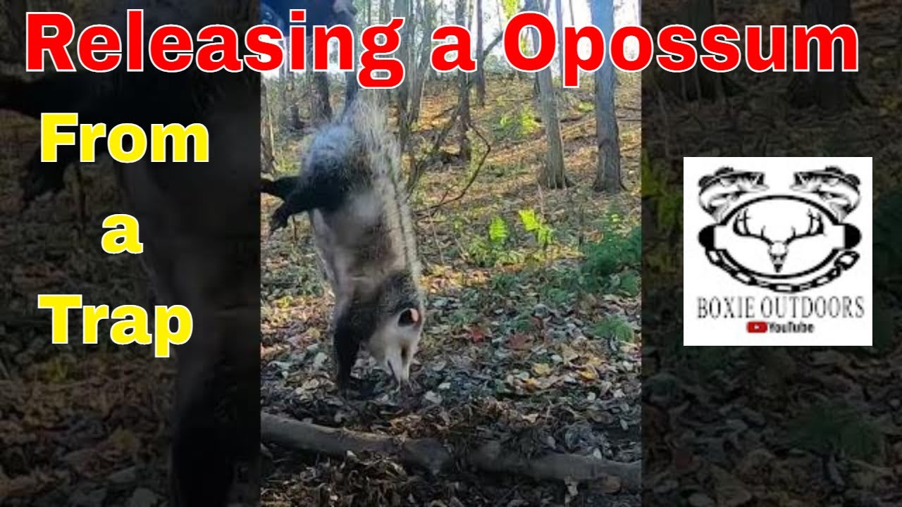 Release a Opossum from  a Trap 