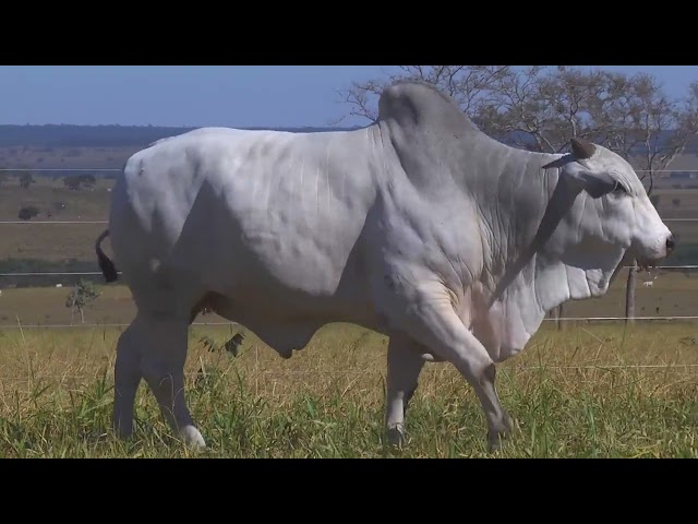 LOTE 27   HWA 3565 mp4