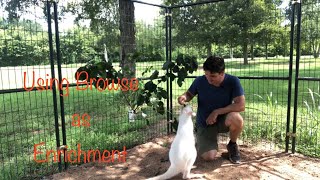 Using Browse as Enrichment (with Roopert, the Bennett’s Wallaby)