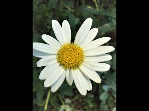 Video: Mengapa Shasta Daisies Saya Tidak Mekar - Mendapatkan Shasta Daisies Untuk Mekar