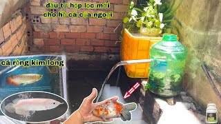 Bỏ ra số tiền lớn để rước thêm cá rồng kim long về nuôi và làm lại hộp lọc hồ cá cho ngoại / Bảo pet