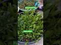 पालक की जबरदस्त ग्रोथ 🌱 | देसी और पहाड़ी पालक अपडेट #palak #organic #garden #organicfarming #plants