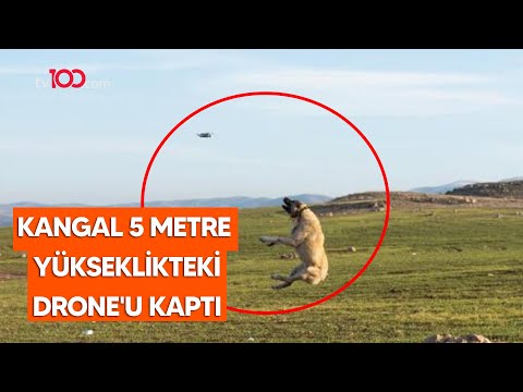Kangal 5 metre yükseklikteki drone'u kaptı