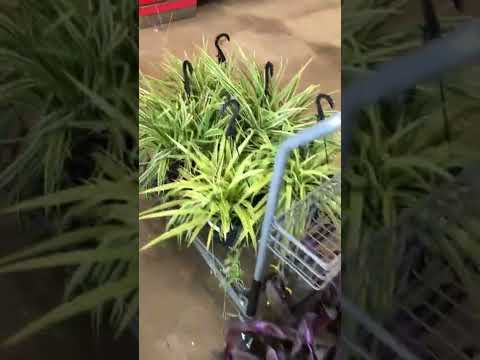 SHOPPING HAUL TRACTOR