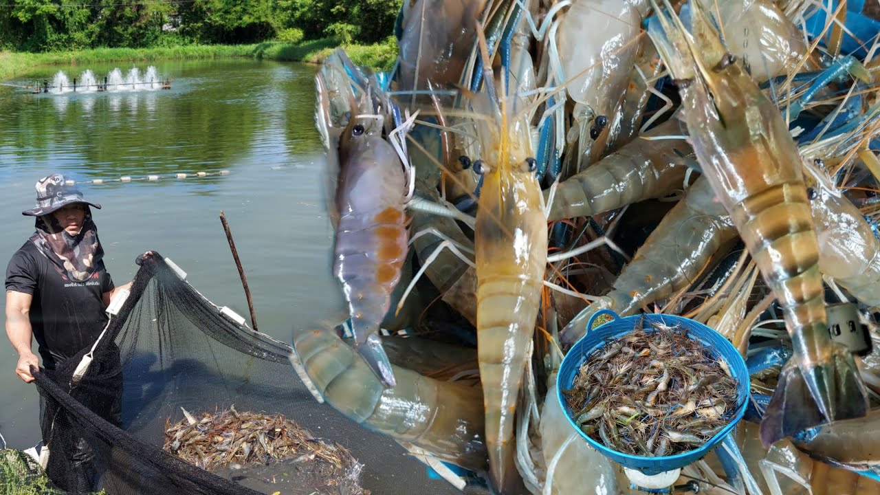 สุดยอดฟาร์มกุ้งเมืองอุบลฯ!!เลี้ยงกุ้งแม่น้ำขาย..สร้างรายได้หลักล้านต่อปีมีเท่าไหร่ก็ไม่พอ