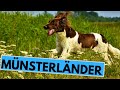 Small and Large Münsterländer Dog Breed - Facts and Information の動画、YouTube動画。