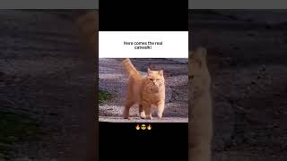 Here comes the real catwalk...😎🔥#shortsfeed #animallife #cuteanimals #trending #cat #catwalk