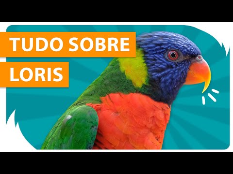 Vídeo: Um lorikeet arco-íris é um papagaio?