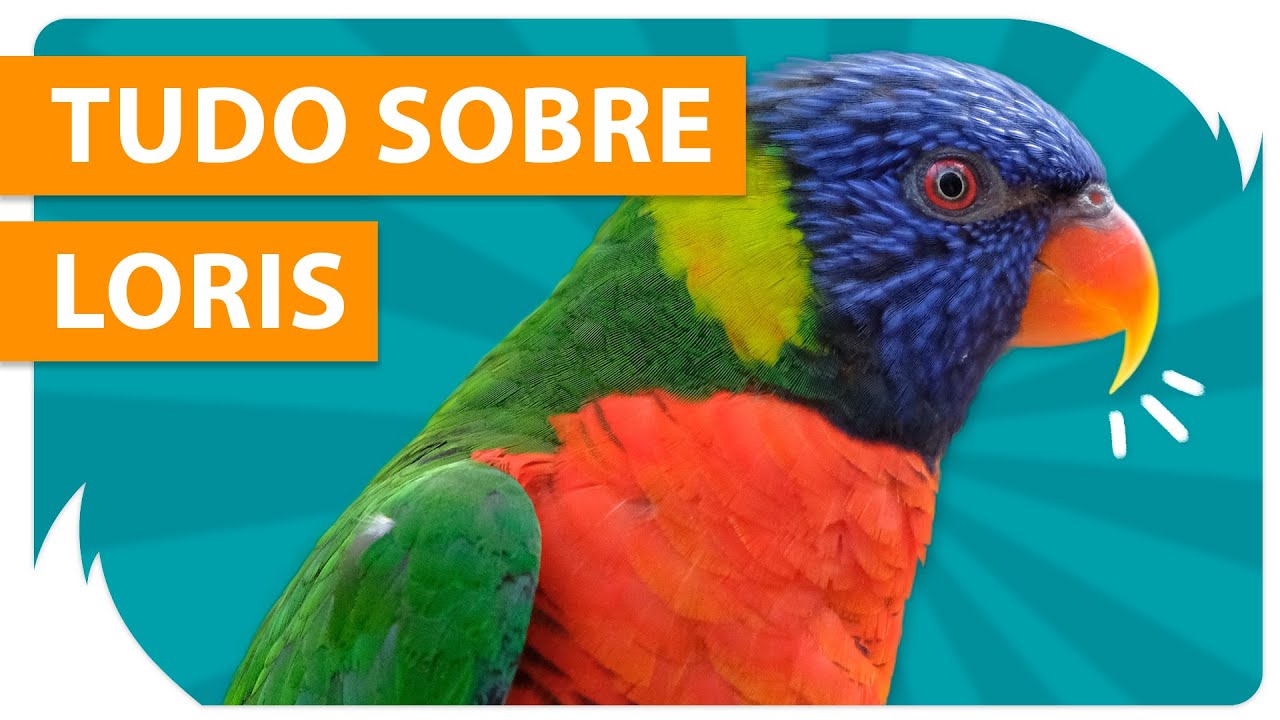 LORIS, O PASSARINHO COLORIDO 🐦 – Guia da espécie