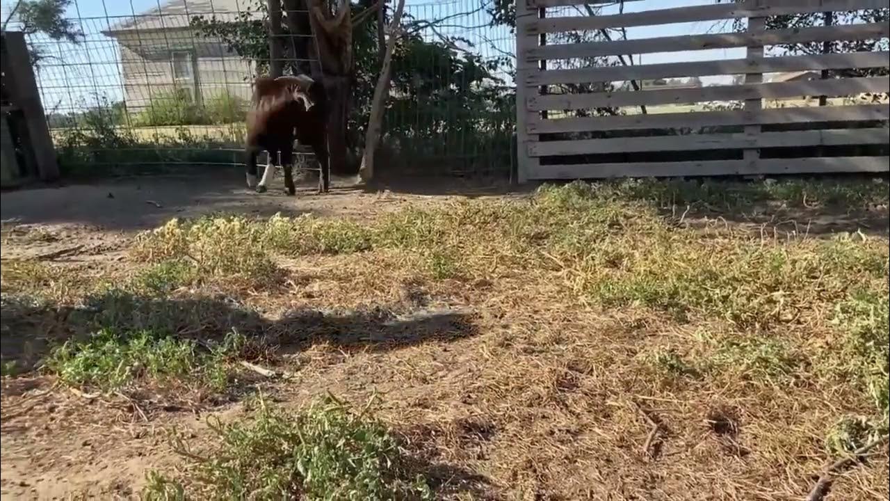 4S Goat Expo 2023 Lot 24 YouTube