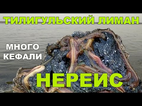 Тилигульский лиман рыбалка