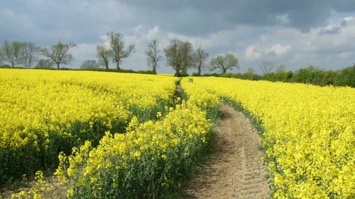 Kevin Kern - Fields of Gold