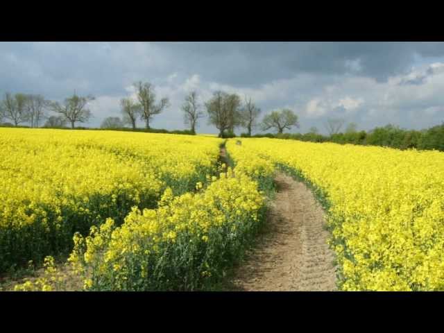 Kevin Kern - Fields of Gold