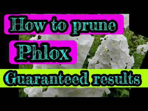 Video: Proper preparation of phloxes for winter