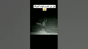 هل من تفسير لهذه الحركة من الثعلب ثعلب السعودية مقناص 