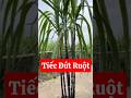 Mía - không sắm được em này là tiếc đứt ruột đấy nhé ☎️ 092.391.6866 #mía #nhavuonngoclam