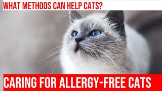 Keep Your Cat AllergyFree: Prevention & Treatment Tips