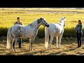 Behind the Scene of our horse breeding at Golden Rice Field 2