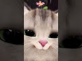 Meow 😂💗#foryou #cat #shortsfeed #youtubeshorts #ytshorts #shortsvideo #shorts #short