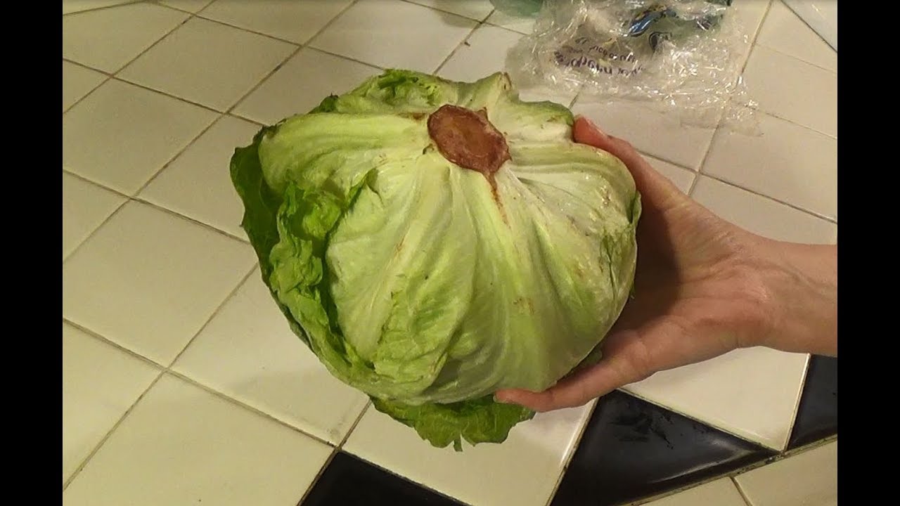 How to Decore Iceberg Lettuce, Quick & Easy ! YouTube