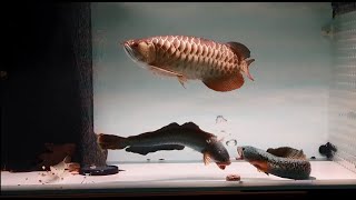 Channa Barca Attack Arowana Fish - Best Fighting Scene of Snakehead Fish screenshot 2