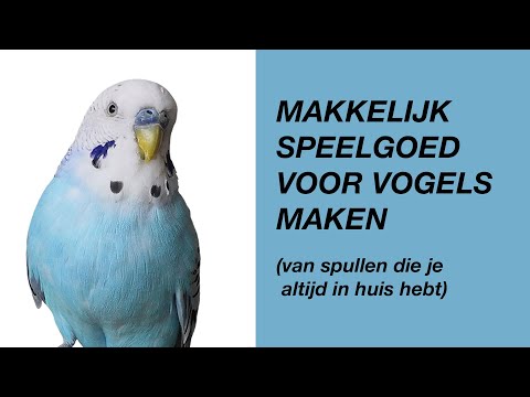 Video: Hoe honden zwanger worden