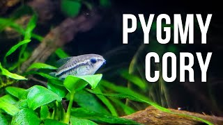 Pygmy Corydoras Care Guide – Breeding, Food, and More