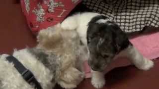 Les Petits Garnements.mov