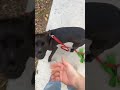 Raffi video