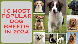 Top 10 Most Popular Dog Breeds in 2024 and Why by LES ANIMAUX DE COMPAGNIE  71 views 1 month ago 7 minutes, 39 seconds