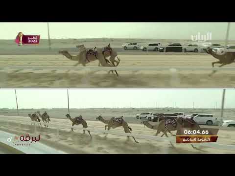 ش6 بحر لـ هجن إنتاج أم الزبار جابر علي النجم المحلي الخامس 9 11 2022م لقايا قعدان 7 40 80